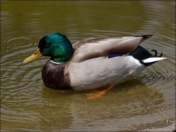 Mallard mallard_169251.psd