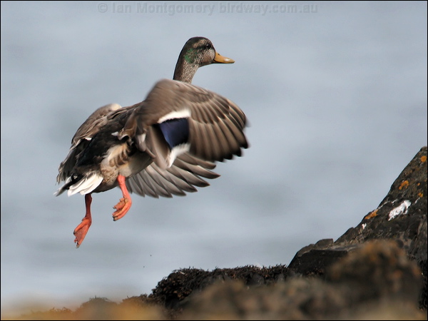 Mallard mallard_19642.jpg