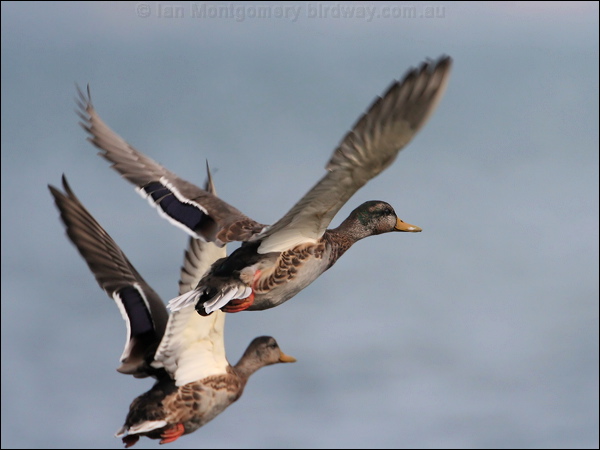 Mallard mallard_19643.jpg
