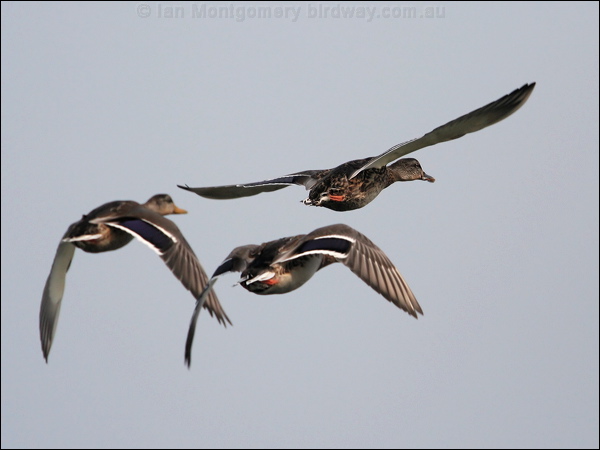Mallard mallard_19645.jpg