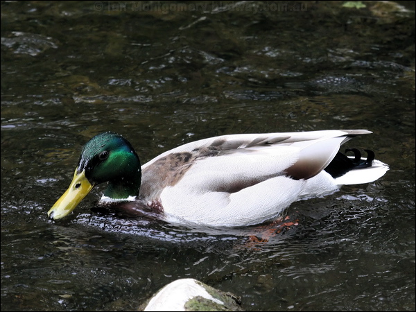 Mallard mallard_51214.jpg