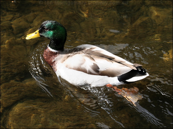 Mallard mallard_51256.jpg