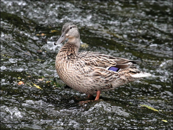 Mallard mallard_51488.jpg