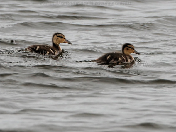 Mallard mallard_52079.jpg