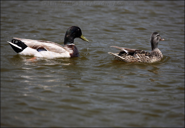 Mallard mallard_66263.jpg
