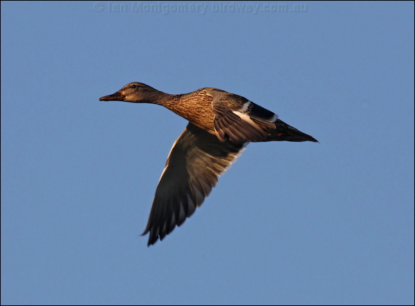 Mallard mallard_69670.jpg