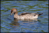 maned_duck_05874
