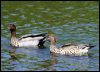 maned_duck_05878