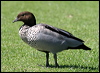 maned_duck_05884