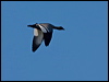 maned_duck_100385