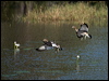 maned_duck_100398