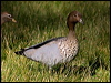 maned_duck_154622