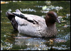 maned_duck_47197