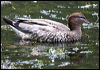 maned_duck_47202