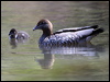 maned_duck_59719