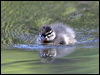 maned_duck_59731