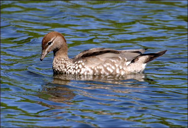 Maned Duck maned_duck_05874.psd