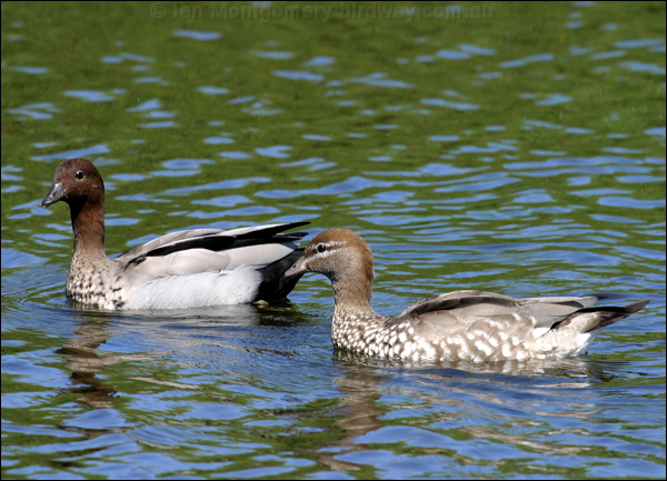 Maned Duck maned_duck_05878.psd