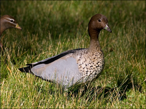 Maned Duck maned_duck_154622.psd
