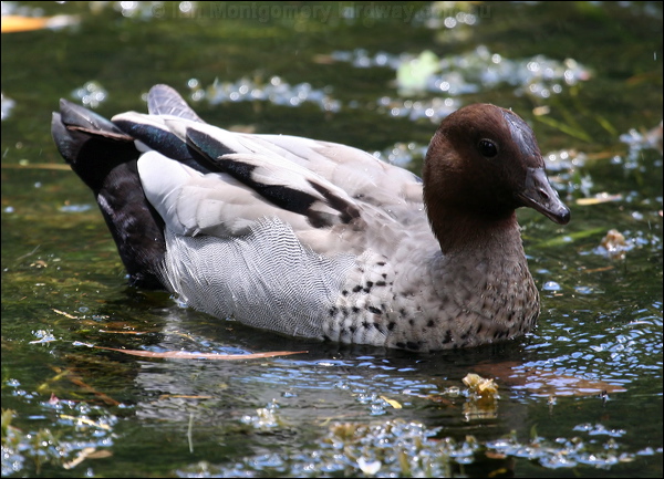 Maned Duck maned_duck_47197.psd