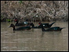 Click here to enter gallery and see photos of Muscovy Duck