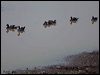 muscovy_duck_206641