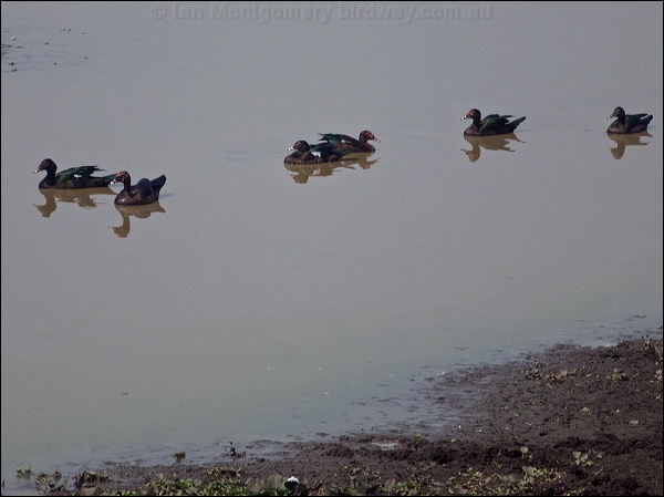 Muscovy Duck muscovy_duck_206641.psd