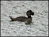 Click here to enter gallery and see photos of Musk Duck