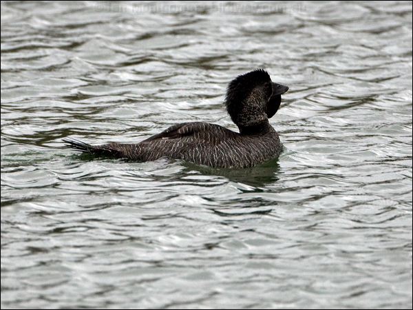 Musk Duck musk_duck_86339.psd