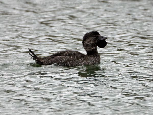 Musk Duck musk_duck_86343.psd