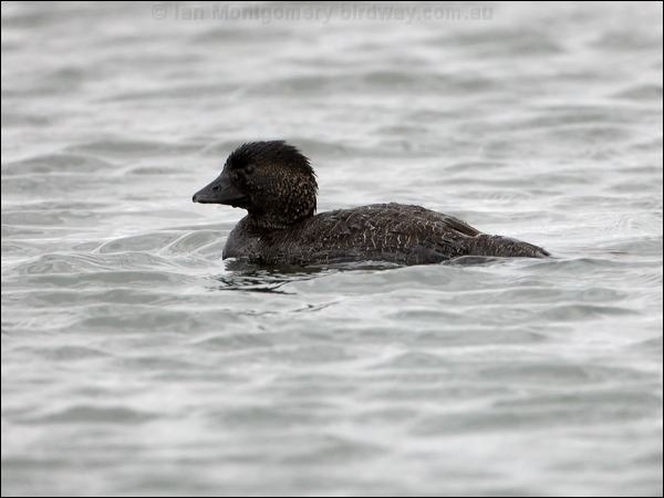 Musk Duck musk_duck_86362.psd