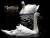 mute_swan_144154