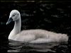 mute_swan_144172