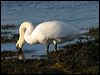 mute_swan_19184