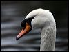 mute_swan_83743
