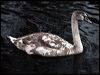 mute_swan_83881