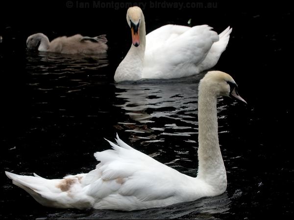 Mute Swan mute_swan_144154.psd