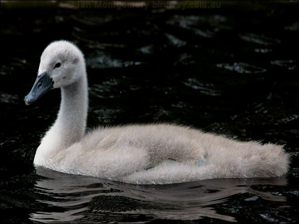 Mute Swan mute_swan_144172.psd