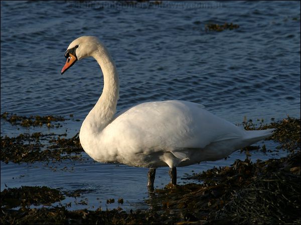 Mute Swan mute_swan_19177.jpg