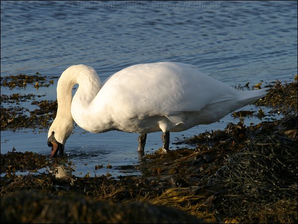 Mute Swan mute_swan_19184.jpg