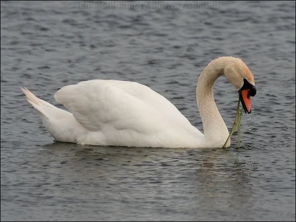 Mute Swan mute_swan_52066.jpg