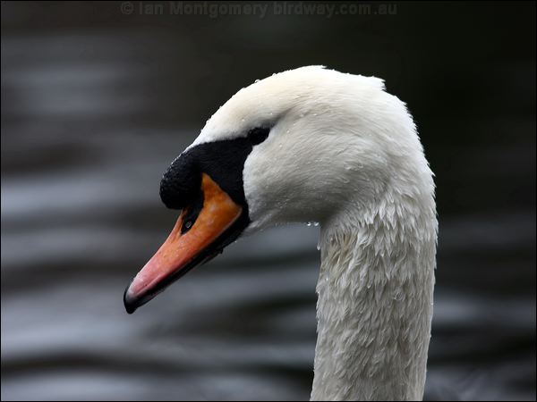 Mute Swan mute_swan_83743.psd