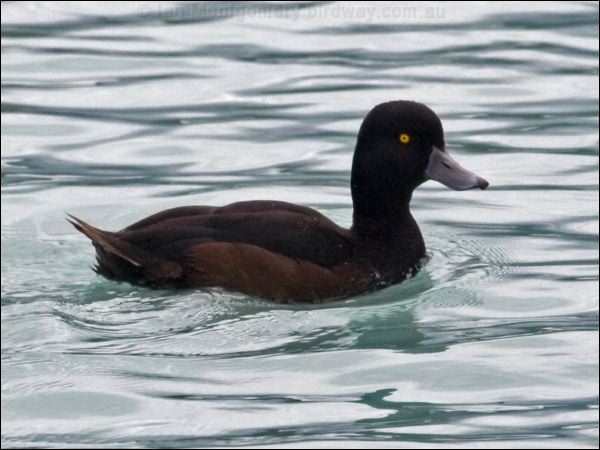 New Zealand Scaup new_zealand_scaup_133547.psd