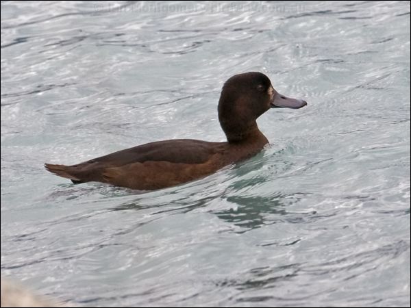 New Zealand Scaup new_zealand_scaup_133556.psd