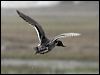 northern_pintail_66389