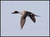 northern_pintail_66474