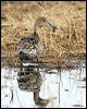 northern_pintail_66705