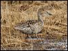 northern_pintail_66710