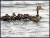 northern_pintail_68710
