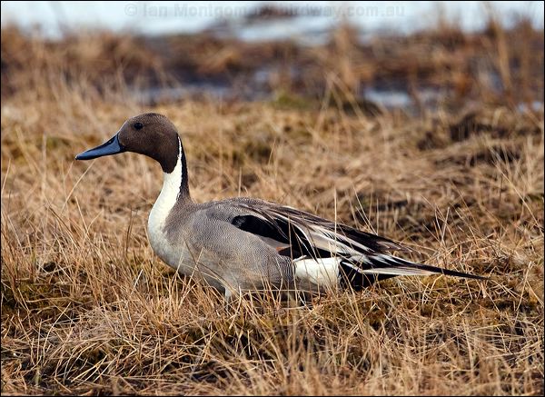 Northern Pintail northern_pintail_66702.psd